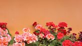 Growing Geraniums In Containers For More Blooms In Small Spaces