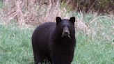 Teen boy attacked by black bear while in cabin in eastern Arizona