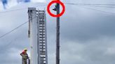 Firefighters rescue of a seagull from a telegraph pole