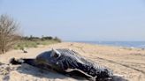 What killed the humpback whale found in Raritan Bay revealed by scientists