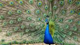 Weird Russian Stunt Sending Peacocks to the Frontline Backfires