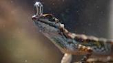 Lizard Filmed Breathing Underwater with 'Secret Scuba System' for the First Time — Watch