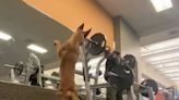 'Feisty' Dog Mimics Owner's Squats at Gym — Watch!