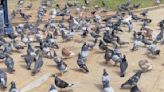 立法會三讀通過禁餵野鴿草案 8月1日生效