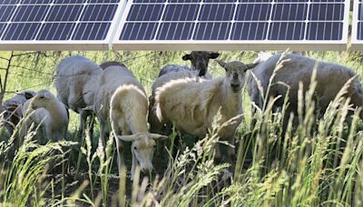 Ames Electric’s solar project is receiving some mowing help this summer from local sheep