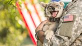 Military Wife Resolves to Get a New Puppy for Each of Husband's Deployments