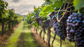 In data: UK, Italy will be “instrumental” to global wine volume growth