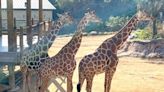 San Antonio Zoo to offer overnight savanna stays