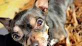 Chihuahua Mix Eats Heroin Off a Table and Survives Thanks to Narcan