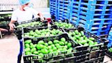 Acuerdo para exportación de aguacate a EU garantiza seguridad a inspectores y que no se tomen medidas unilaterales: SRE