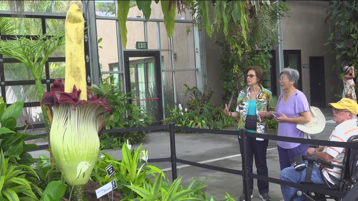 Unprecedented second corpse flower blooms at San Diego Botanic Garden