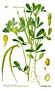 Fenugreek