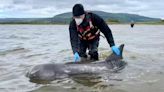 Rescuer's relief as stranded Lough Foyle dolphins saved