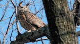 Zoo releases final necropsy results on Flaco the owl's death