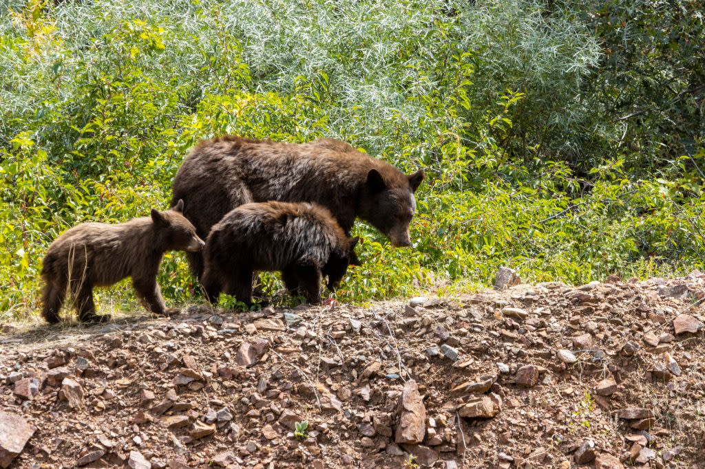 Letters: Mama bear didn’t deserve to be euthanized in Steamboat Springs