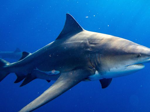 Baby bull shark numbers are increasing in Texas, including Galveston Bay and Sabine Lake