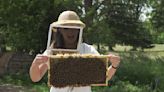 How to properly remove a beehive or wasp nest