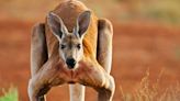 Kangaroo Kills Man, Blocks Paramedics from Saving His Life in Australia's First Fatality in Nearly 100 Years