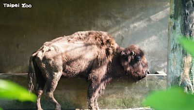 珍重再見！美洲野牛「角娃」今離世 北市動物園難過不捨