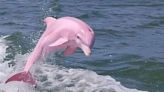 Real Or Fake? Internet Abuzz After Pics Of Rare Pink Dolphin Surface Online