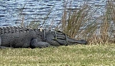 Look: Golf course gator named King Arthur loses his crown