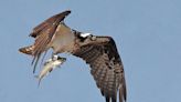 Osprey: No fishing pole needed | Northwest Arkansas Democrat-Gazette