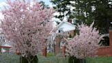 Spend a spring day in a public garden. The mid-Hudson Valley has plenty to choose from