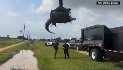 Animal control officers in Texas use trash truck to remove 12-foot alligator | VIDEO