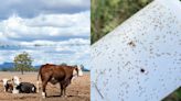 The Asian longhorned tick spreading across the US can clone itself thousands of times and even kill cattle