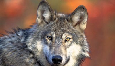 Groups sue to restore endangered species protection for US northern Rockies wolves