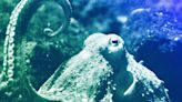 Reckless and harsh octopus farming plans must be stopped
