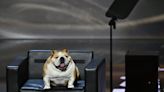 Babydog, a bulldog de 27 quilos que conquistou a convenção republicana