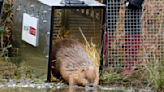 Beavers are back in southern England county for first time in 400 years