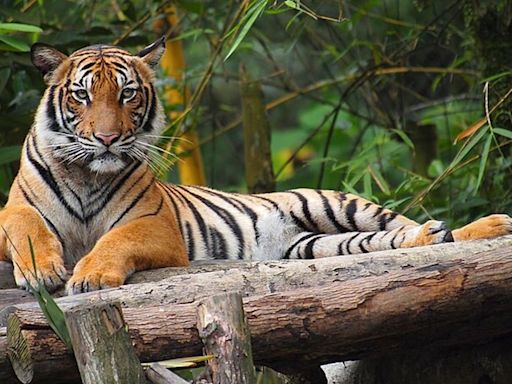 Why is the Malayan Tiger, Malaysia's national symbol, on the verge of exinction?