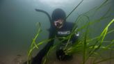 Underwater gardeners plant eelgrass to save 'dead' Danish fjord