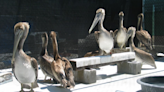 12 pelicans found starving on Orange County beaches ready for release