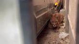 Necochea: una mujer encontró un puma en su cochera