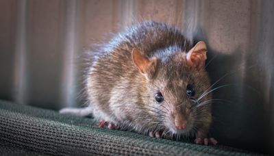 Flooding caused by ongoing downpours could bring added risk of rat infestations, experts warn