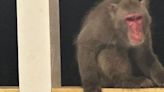 Walterboro monkey madness ends: Bradley the Japanese Macaque returns home