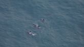 Rare sighting of killer whales caught in aerial survey off New England coast