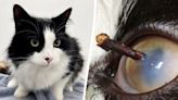 Cat with thorn stuck in eye gets emergency surgery | Fox 11 Tri Cities Fox 41 Yakima