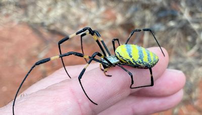 The giant flying Joro spiders are not in Pennsylvania yet, entomologist says