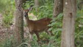 The Bambi effect: Are deer a bigger threat to NC forests than climate change?