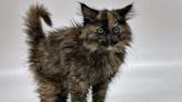 Oregon Shelter Takes in 'Rare' Intersex Tortoiseshell Kitten: 'Like Spotting a Unicorn'