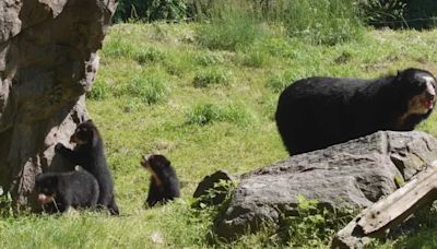 Un nacimiento poco común: los trillizos de oso andino que conquistan corazones en NY