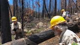 Poudre Wilderness Volunteers seeks help with Cameron Peak Fire restoration work