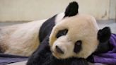 Fallece uno de los dos pandas regalados por China a Taiwán