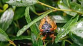 Pesky cicadas are actually good for the soil