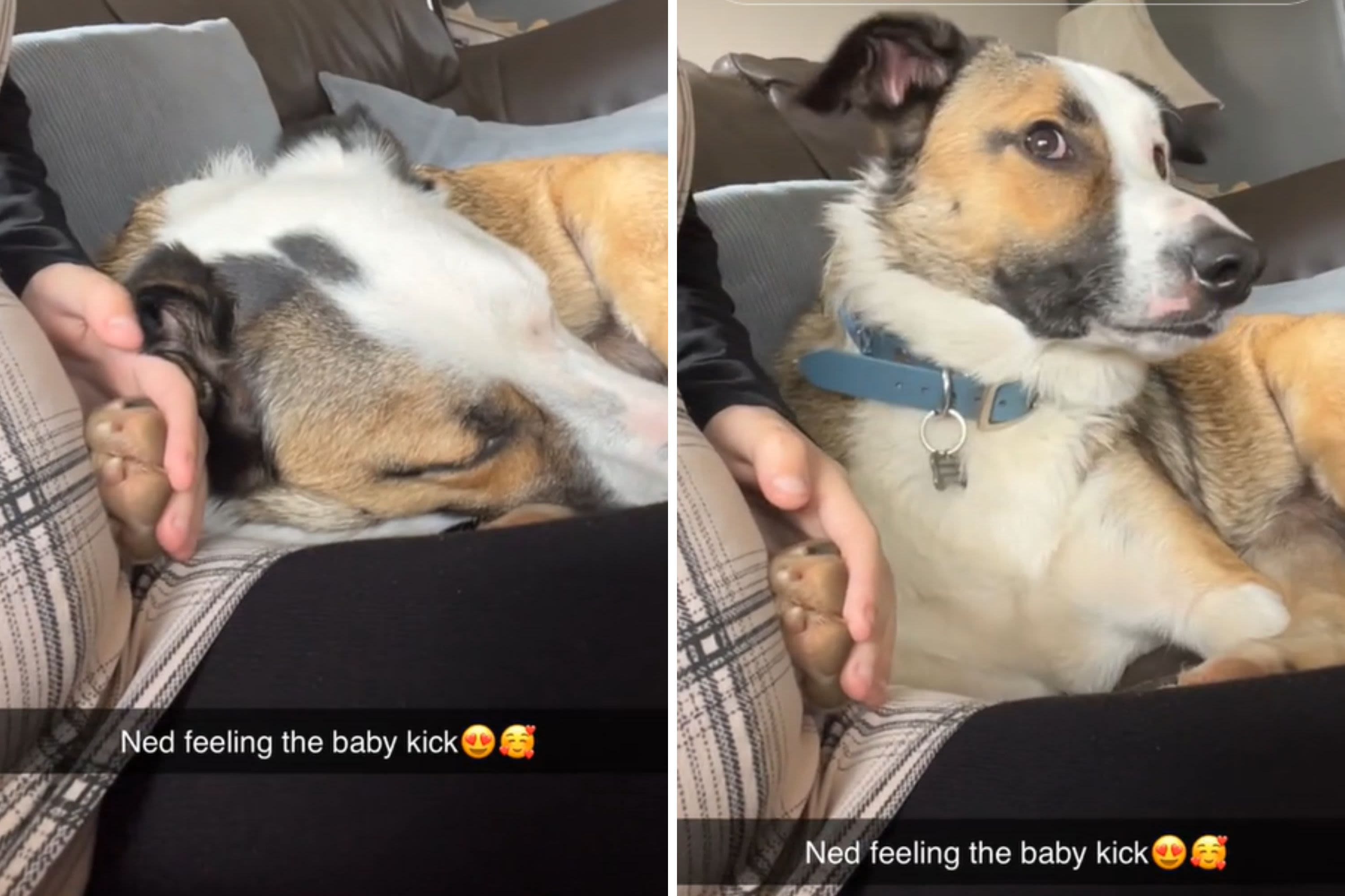 Mom-to-be captures dog's reaction the first time he feels baby kicking