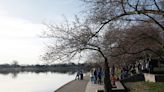 National Park Service set to remove nearly 160 cherry trees in DC to repair seawall